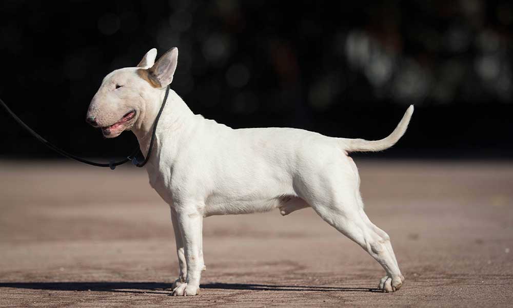 pere_bull