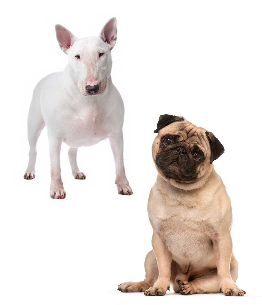 chiens_contact